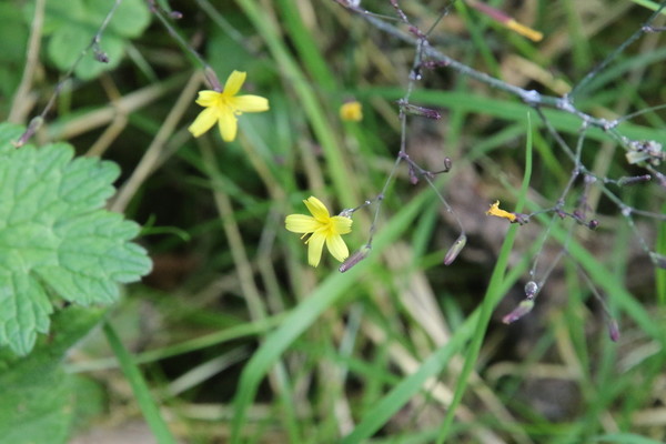 photo of Wall Lettuce