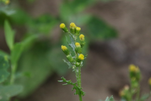 photo of Groundsel