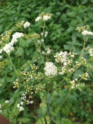 photo of Cow Parsley
