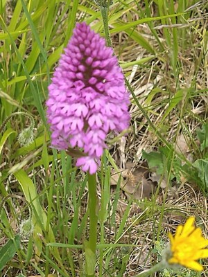 photo of Pyramidal Orchid