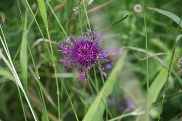 photo of Greater Knapweed