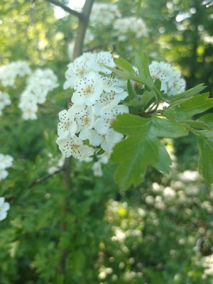 photo of Hawthorn