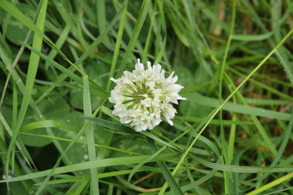 photo of White Clover