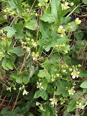photo of White Bryony