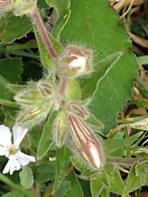 photo of White Campion