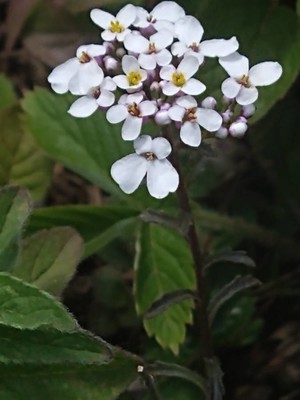 photo of Wild Candytuft