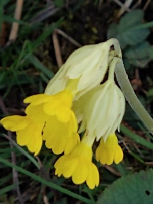 photo of Cowslip