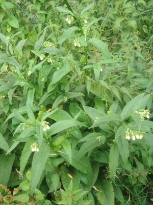 photo of Common Comfrey