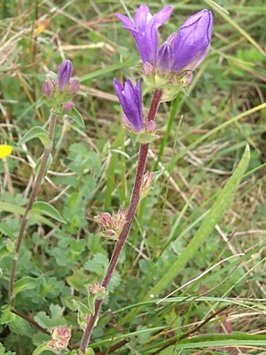 photo of Clustered Bellfower