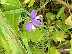 photo of Common Milkwort