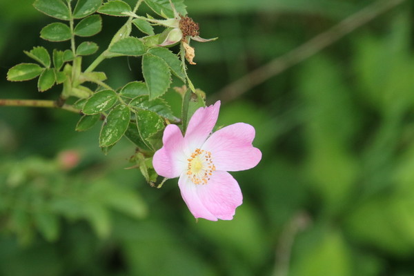photo of Common Dog Rose