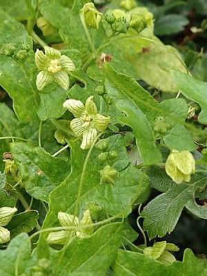 photo of White Bryony