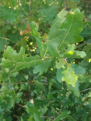 photo of Pedunculate Oak