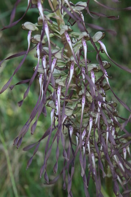 photo of Lizard Orchid