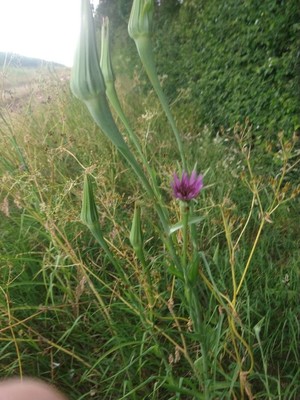 photo of Salsify