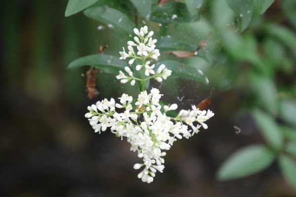 photo of Wild Privet