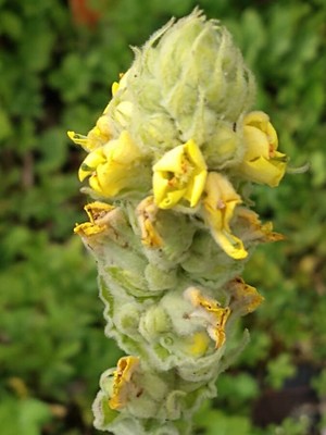 photo of Great Mullein