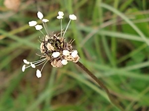photo of Ribwort Plantain