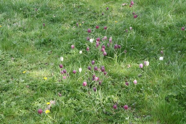 photo of Snake's Head Fritillary