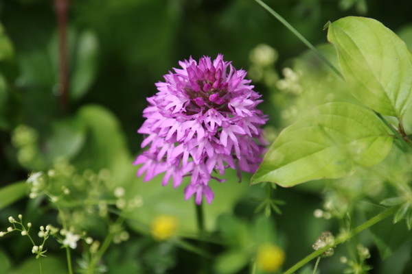 photo of Pyramidal Orchid