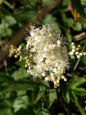 photo of Meadowsweet