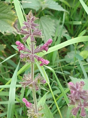 photo of Hedge Woundwort