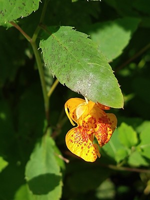 photo of Orange Balsam