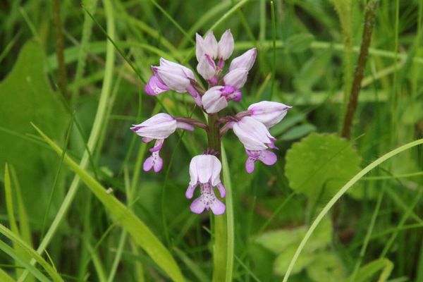 photo of Military Orchid