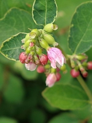 photo of Snowberry