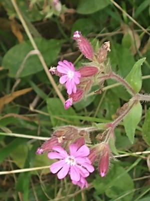 photo of Red Campion