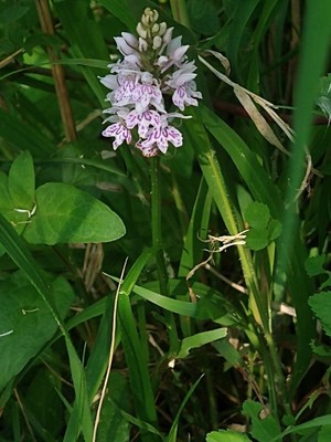 photo of Common Spotted Orchid