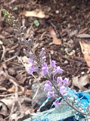 photo of Purple Toadflax