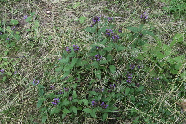 photo of Selfheal