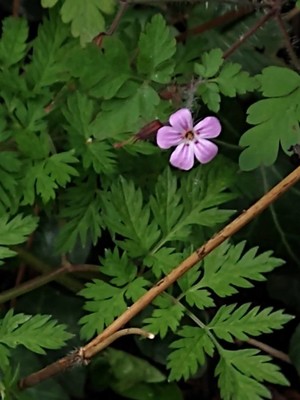 photo of Herb Robert