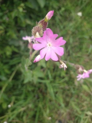 photo of Red Campion