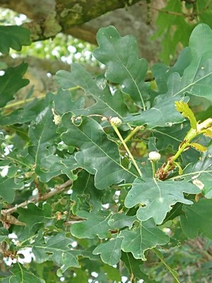 photo of Pedunculate Oak