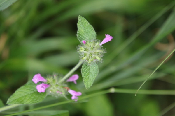 photo of Wild Basil