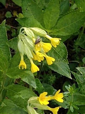 photo of Cowslip