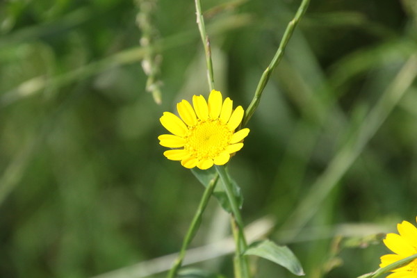 photo of Corn Marigold