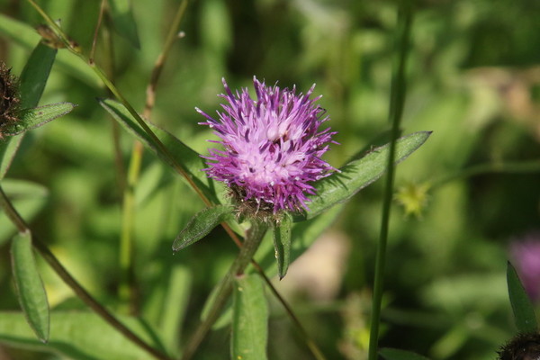 photo of Common Knapweed