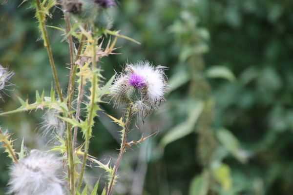 photo of Spear Thistle