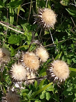 photo of Carline Thistle