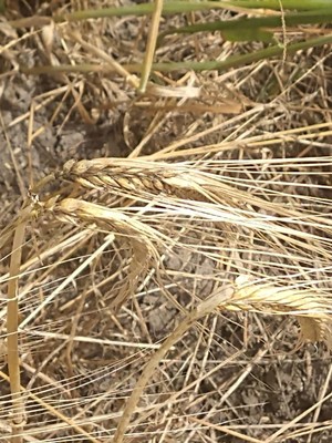 photo of Barley