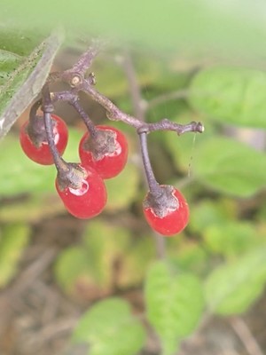 photo of Bittersweet