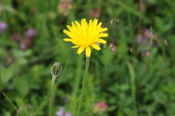 photo of Rough Hawkbit