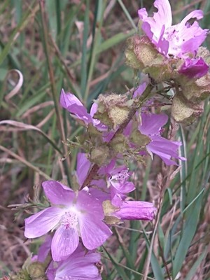 photo of Greater Musk Mallow