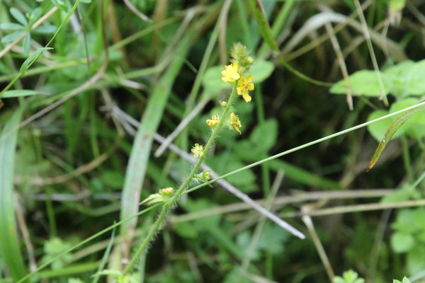 photo of Agrimony