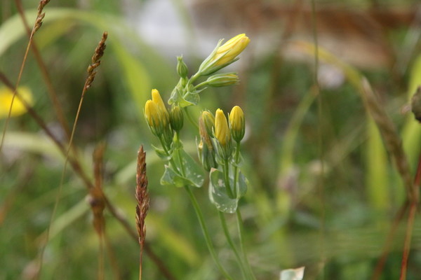 photo of Yellow Wort