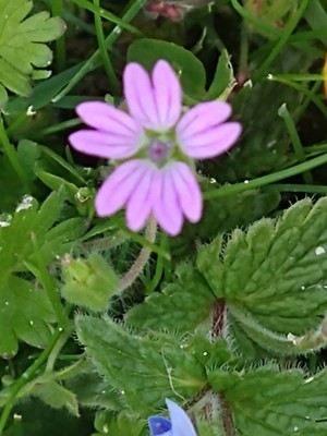 photo of Dove's Foot Crane's Bill