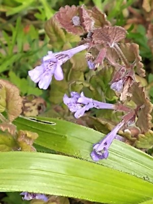 photo of Ground Ivy
